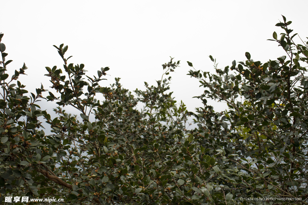 茶树 山茶树 茶籽油 茶叶 茶