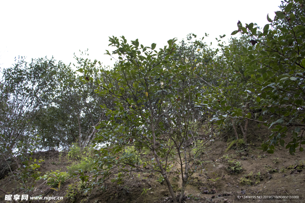 茶树 山茶树 茶籽油 茶叶