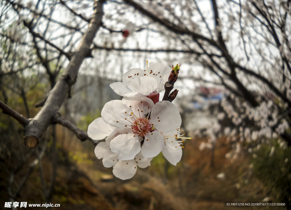 梨花树