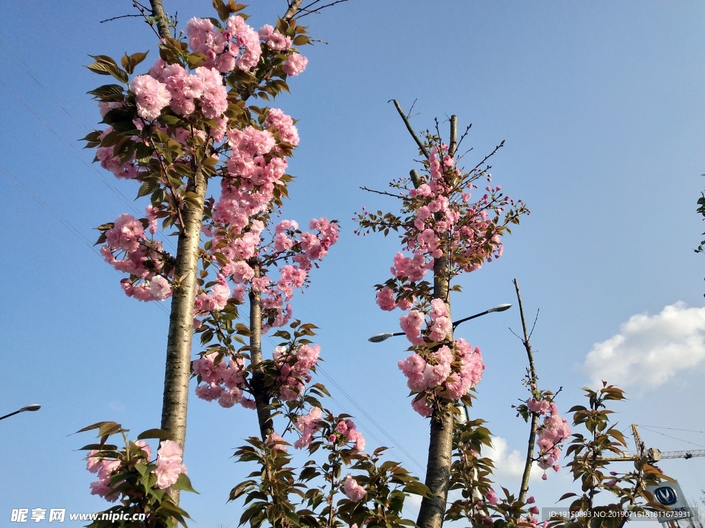 樱花