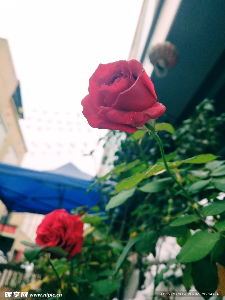 红色玫瑰