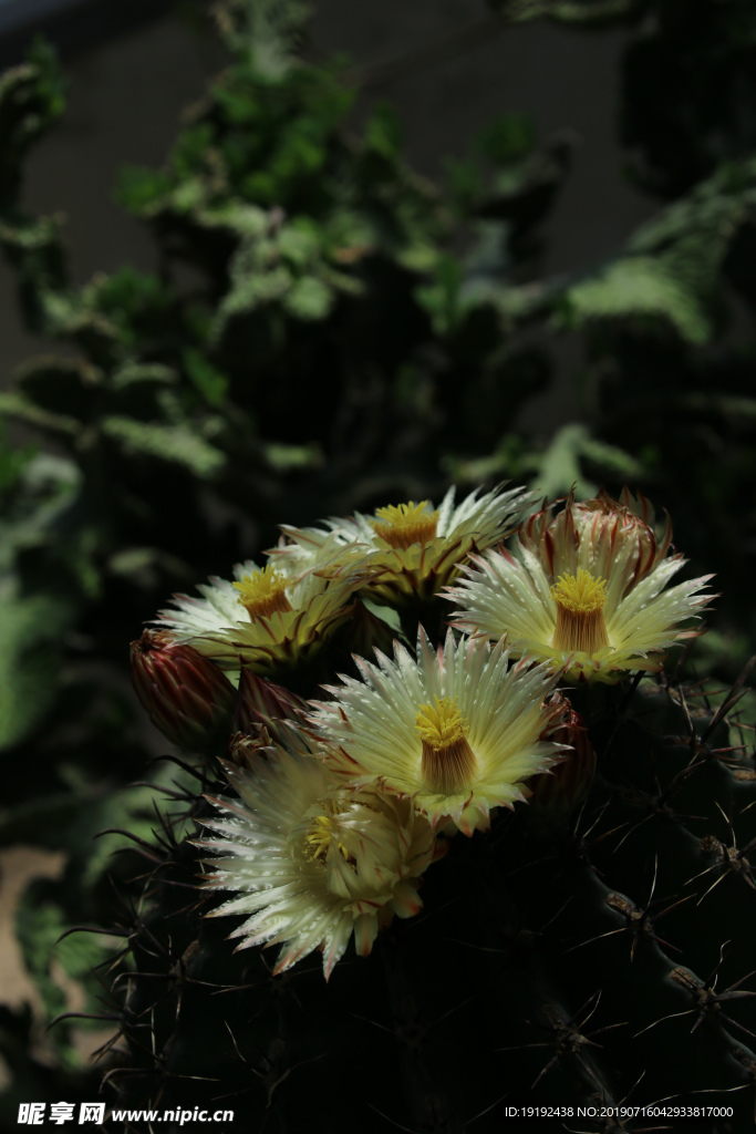 仙人球花