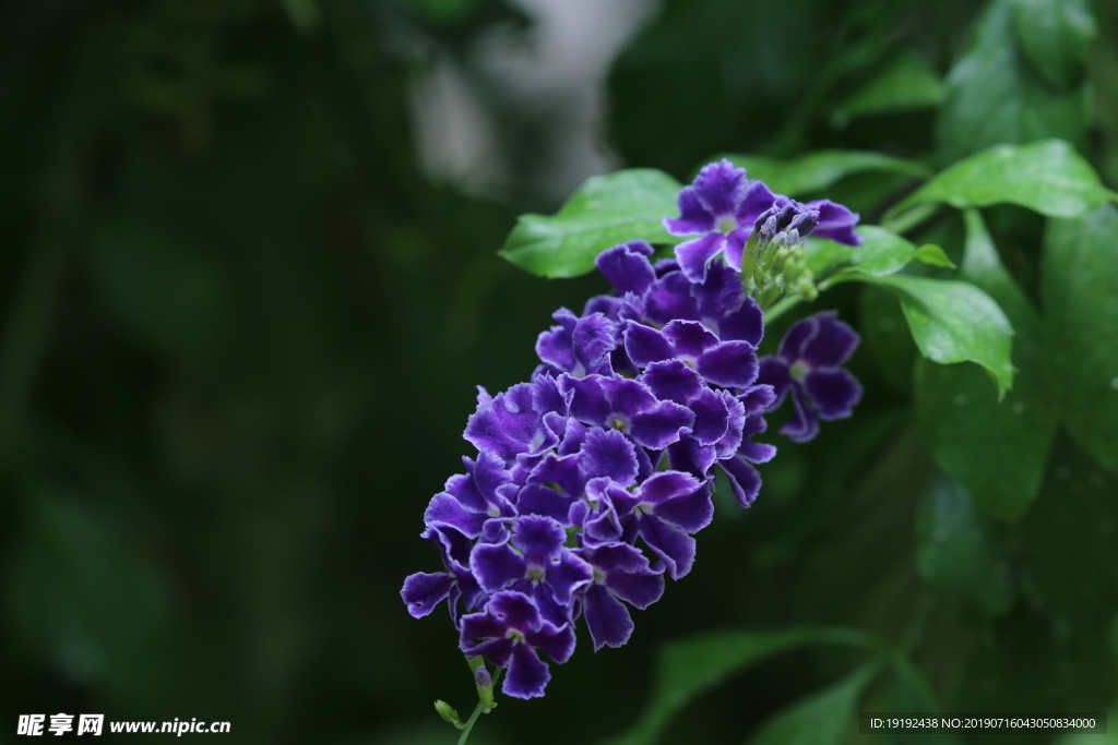 蕾丝金露花
