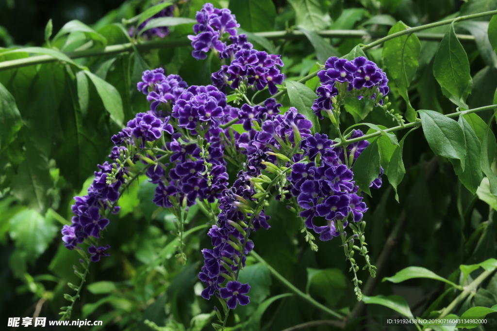 蕾丝金露花