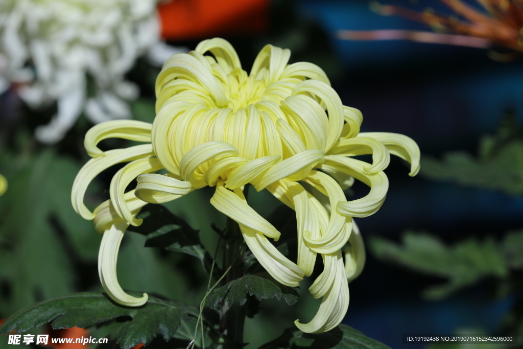 菊花