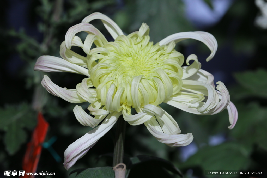 菊花