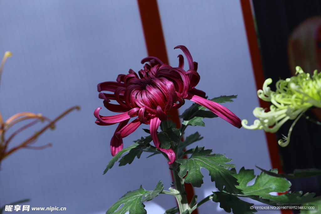 菊花
