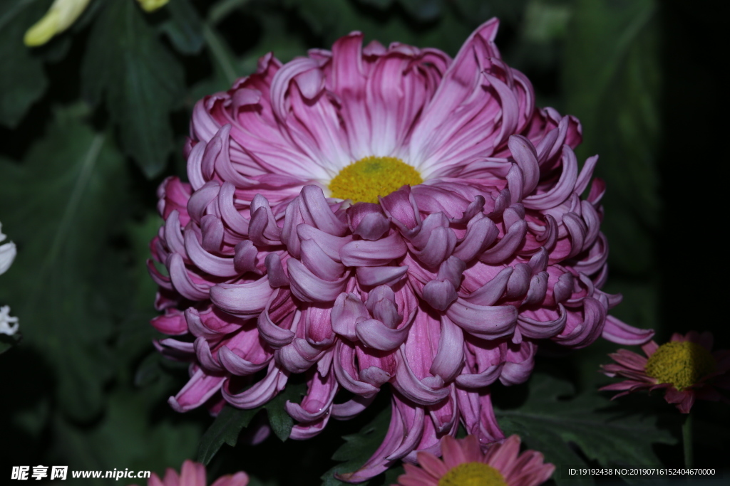 菊花