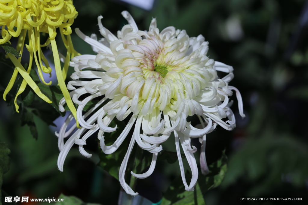 菊花