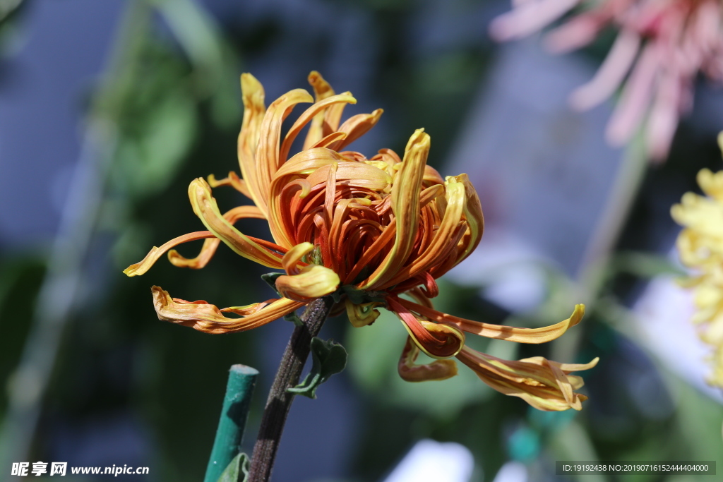 菊花