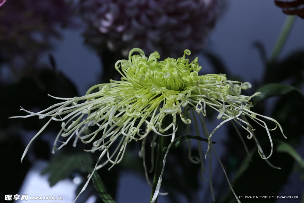 菊花