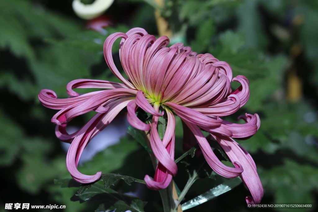 菊花