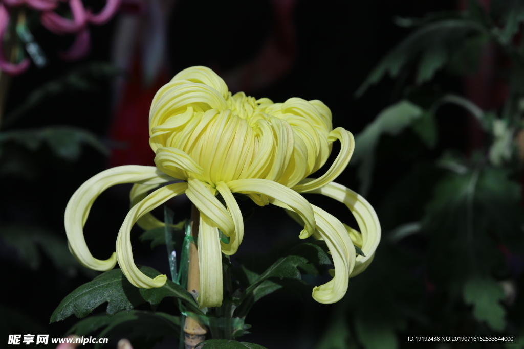 菊花