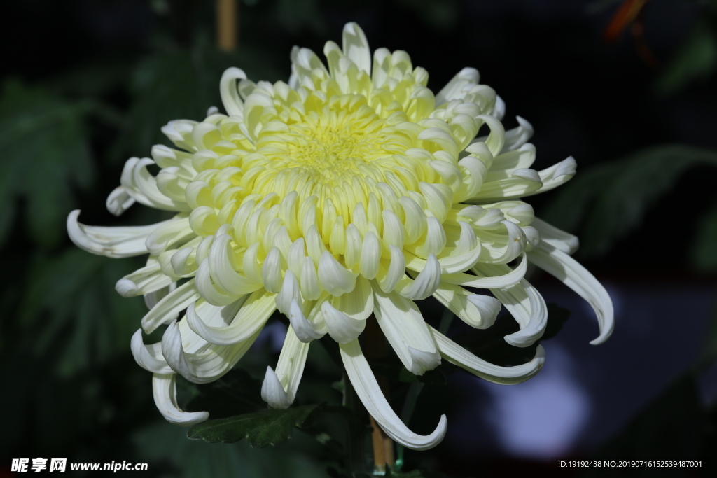 菊花