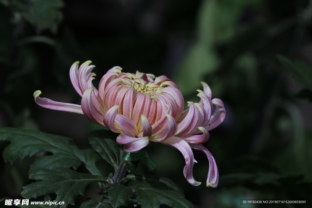 菊花
