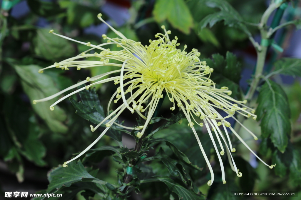 菊花
