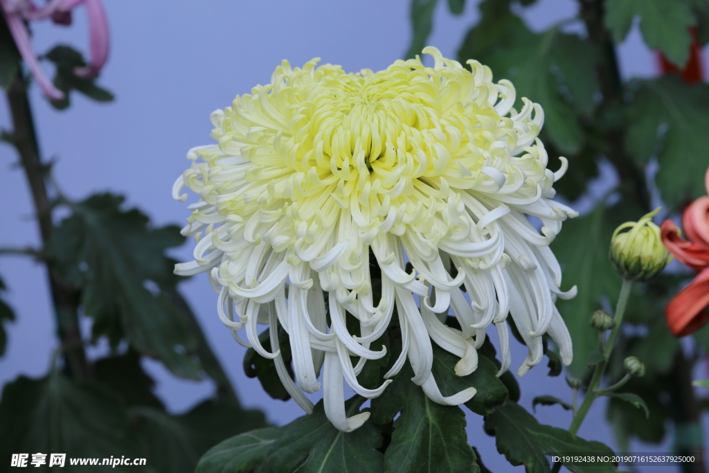 菊花