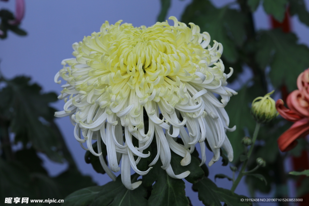 菊花