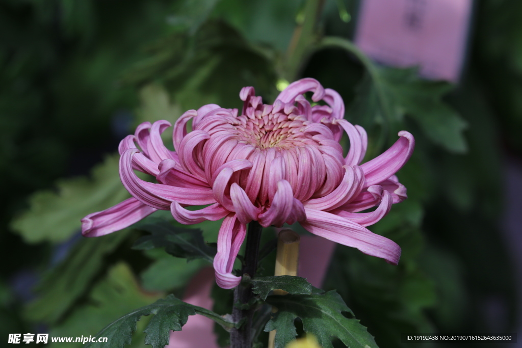 菊花