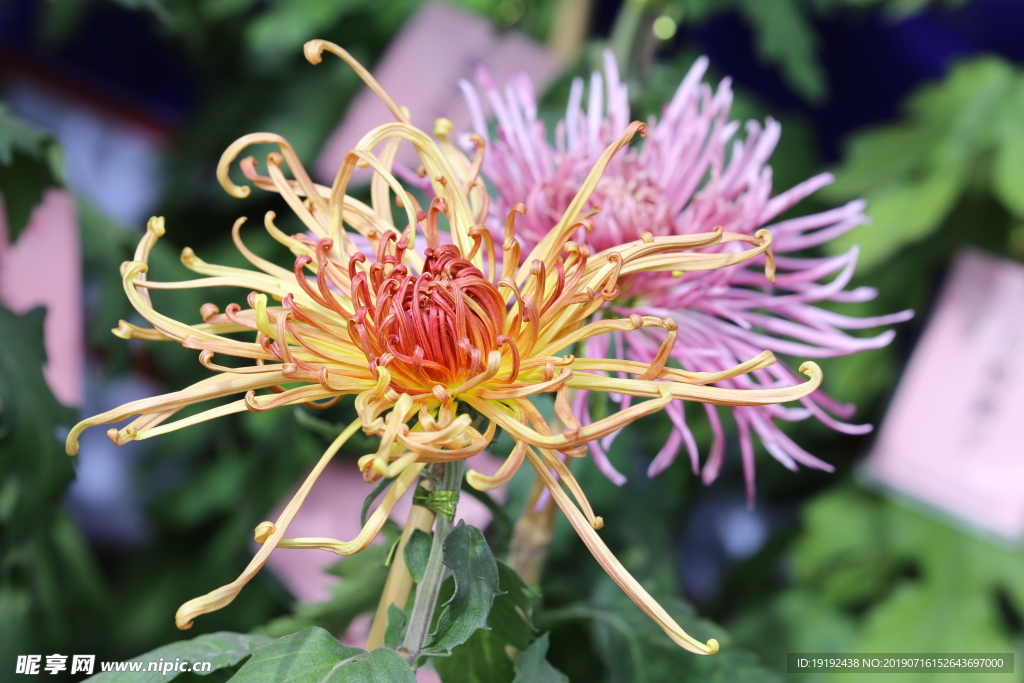 菊花