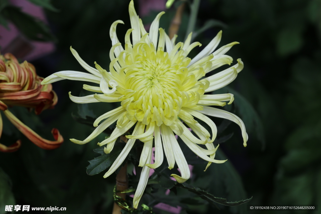 菊花