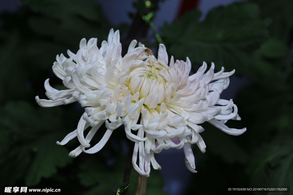 菊花