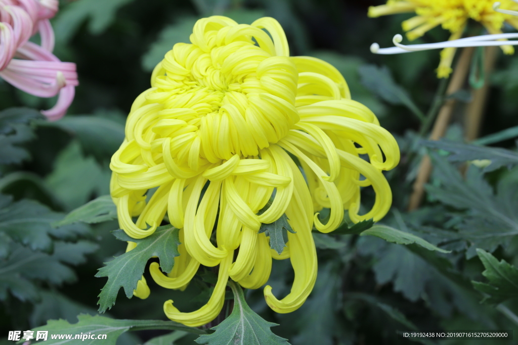 菊花