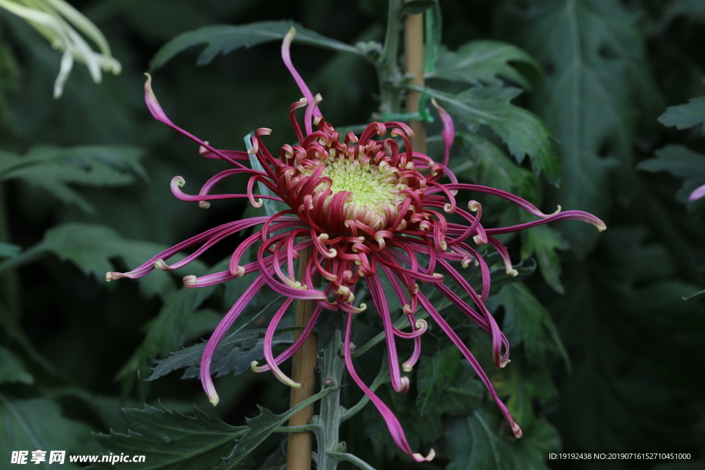菊花