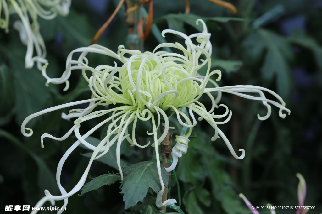 菊花