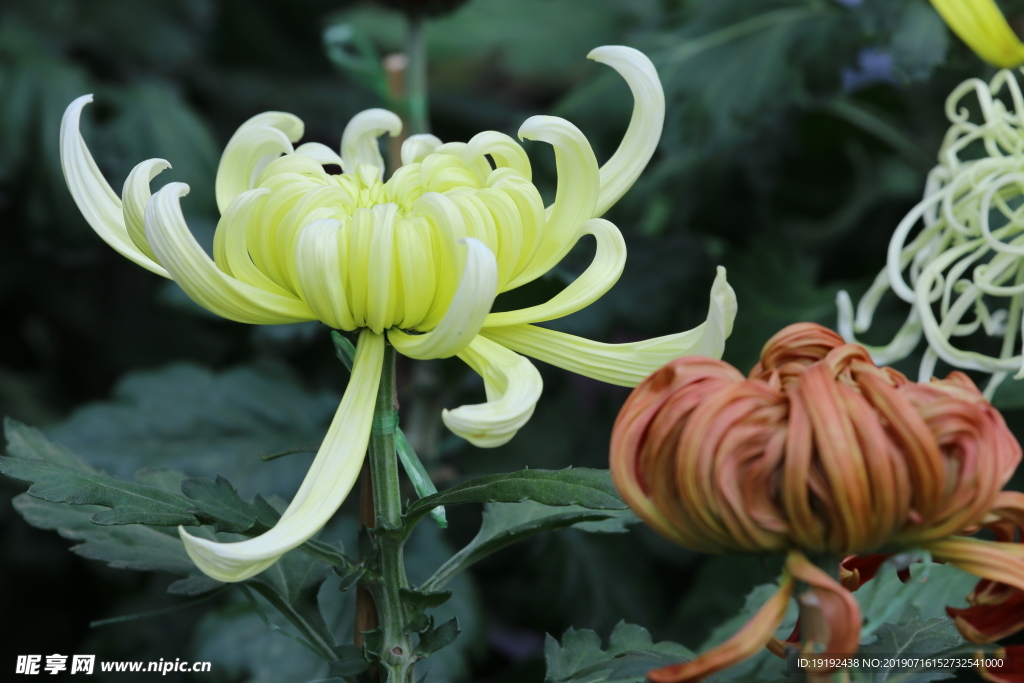 菊花
