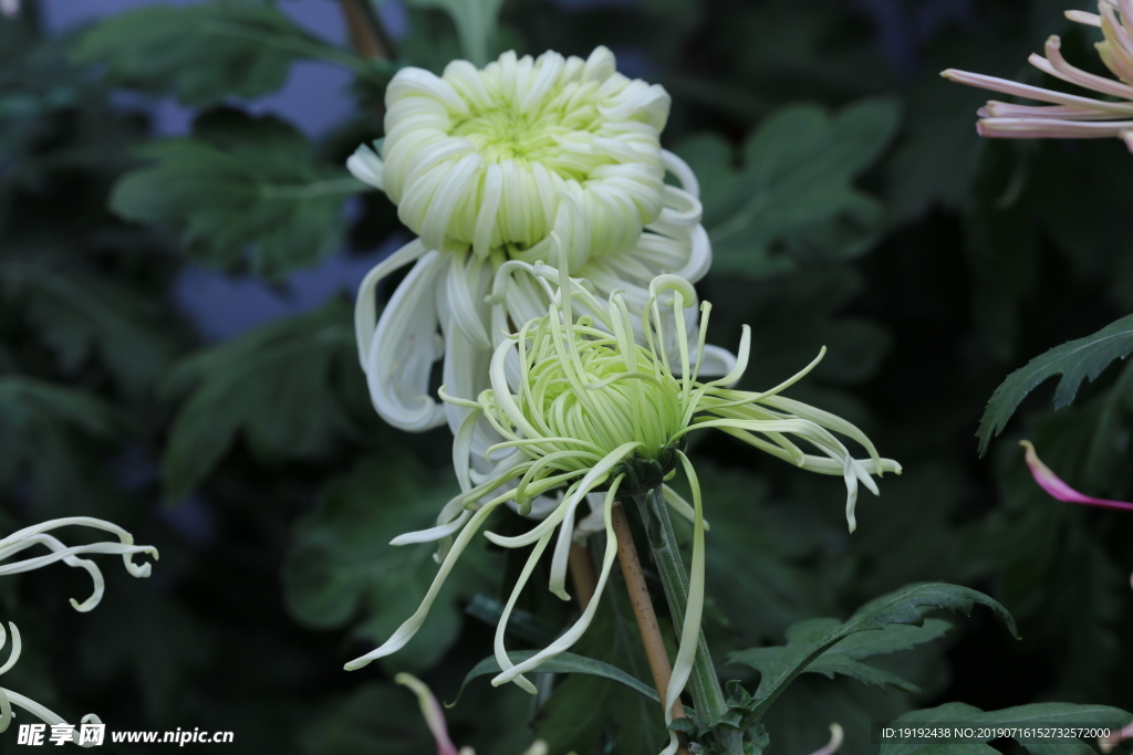 菊花