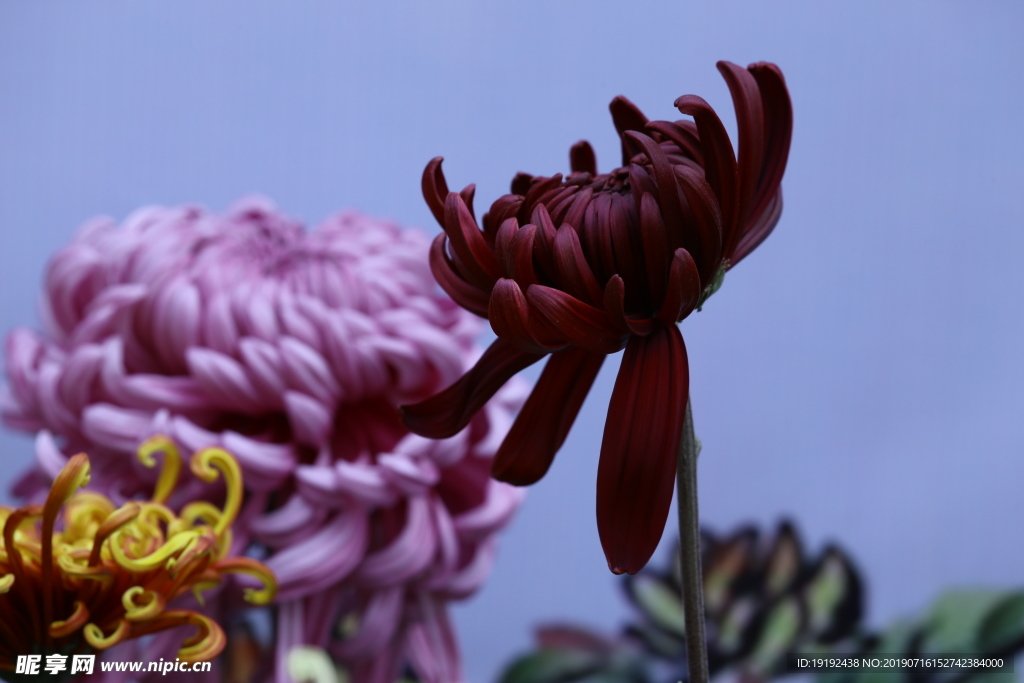菊花