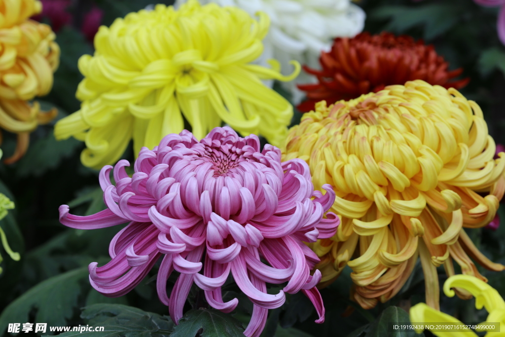菊花