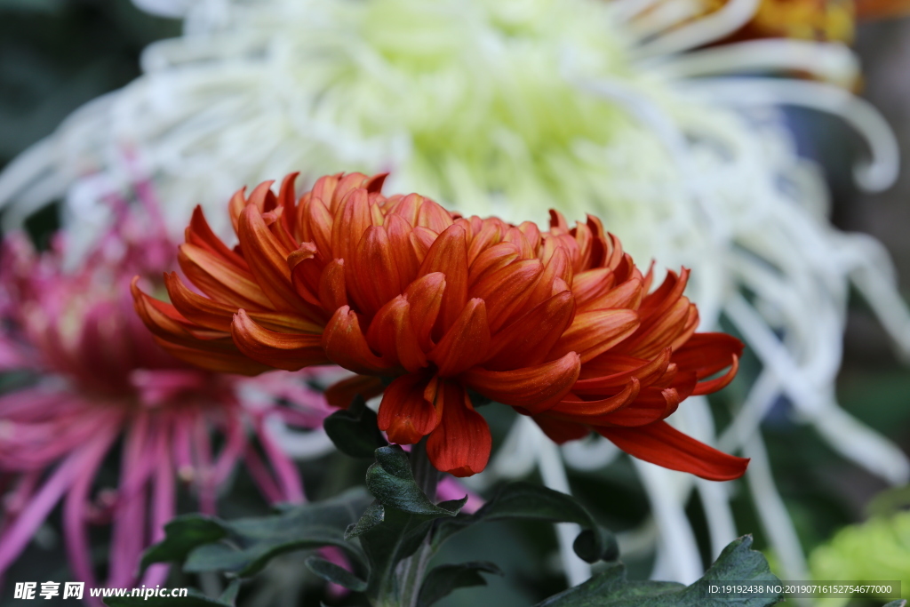 菊花