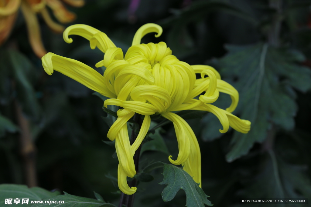 菊花