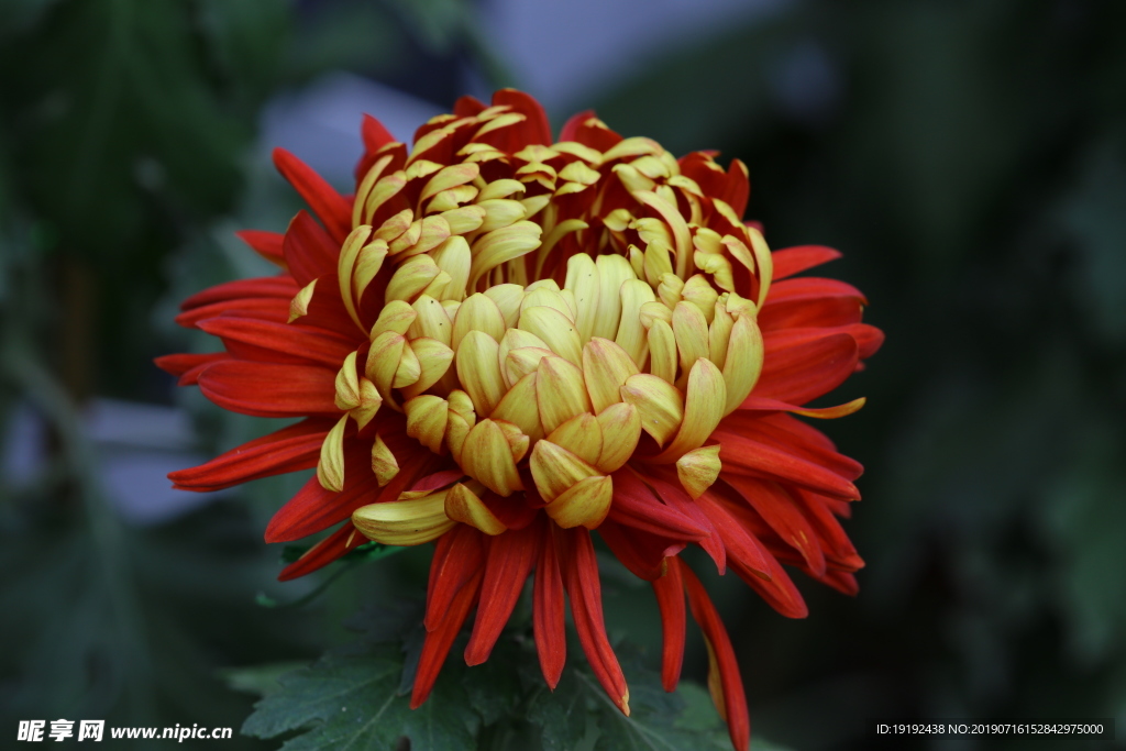 菊花
