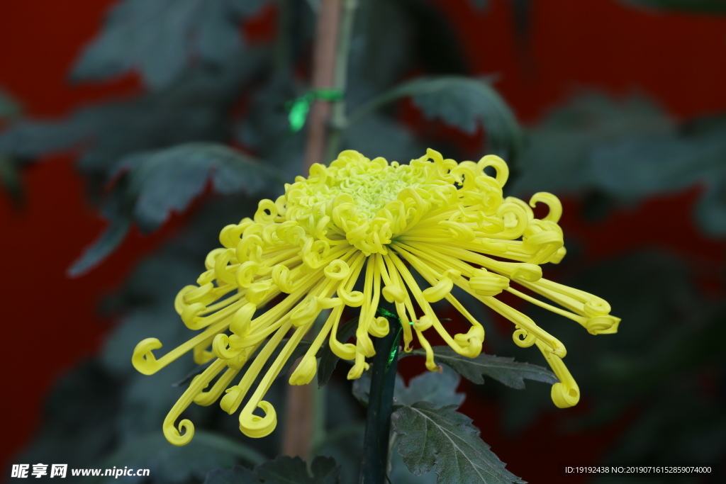 菊花