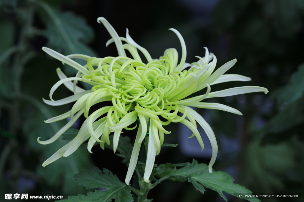 菊花