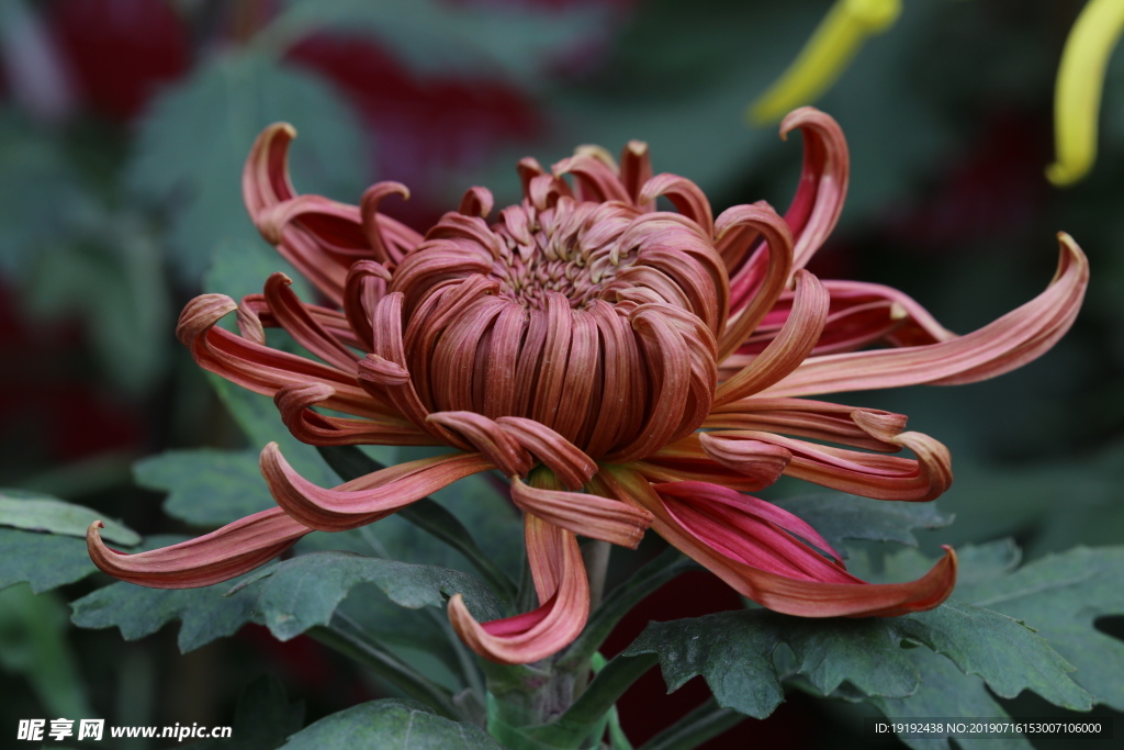 菊花