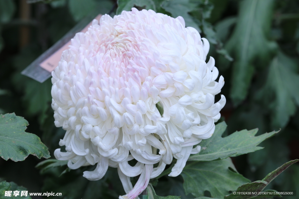 菊花