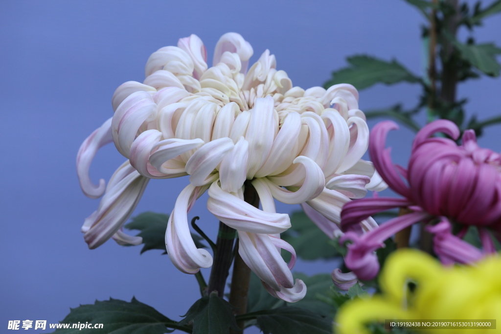 菊花