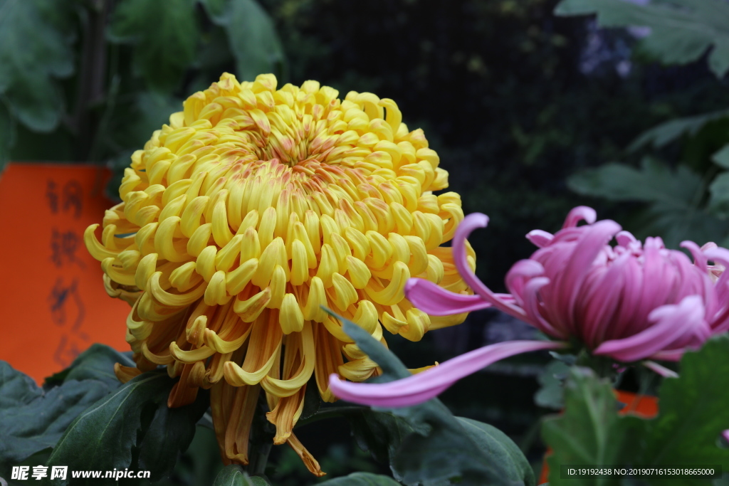 菊花