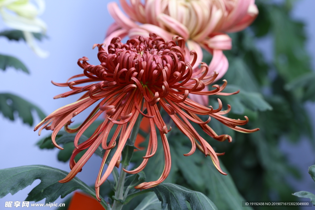 菊花