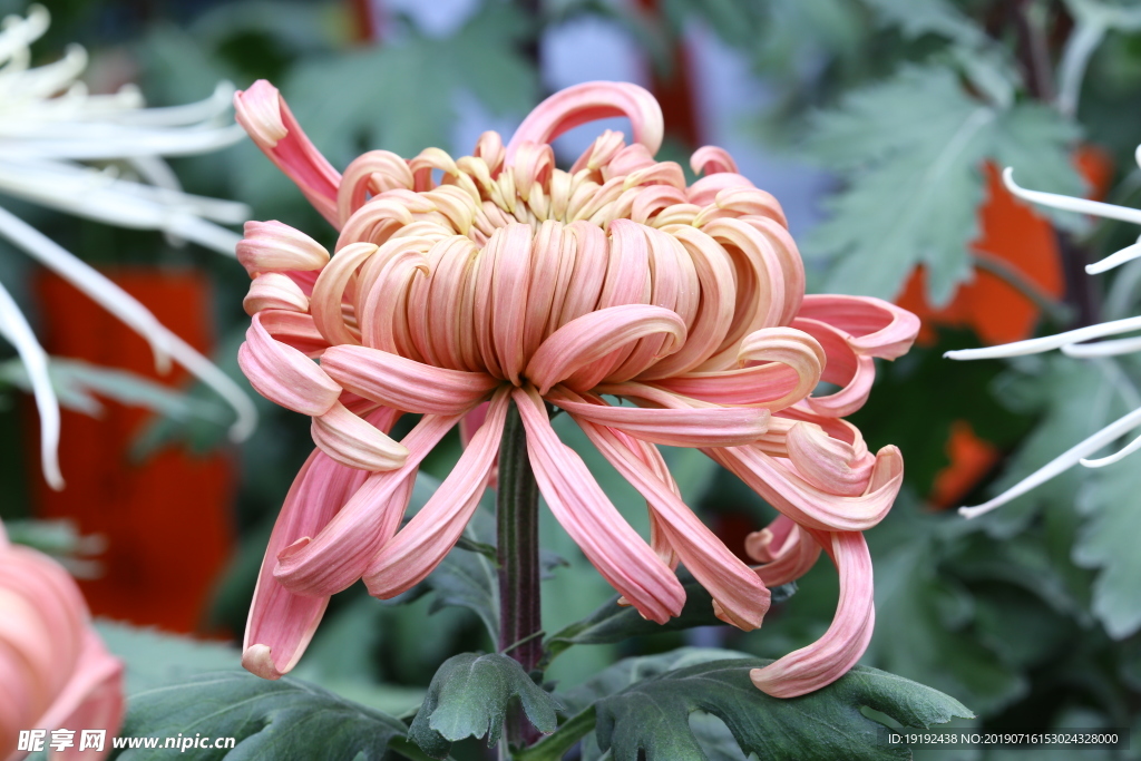 菊花
