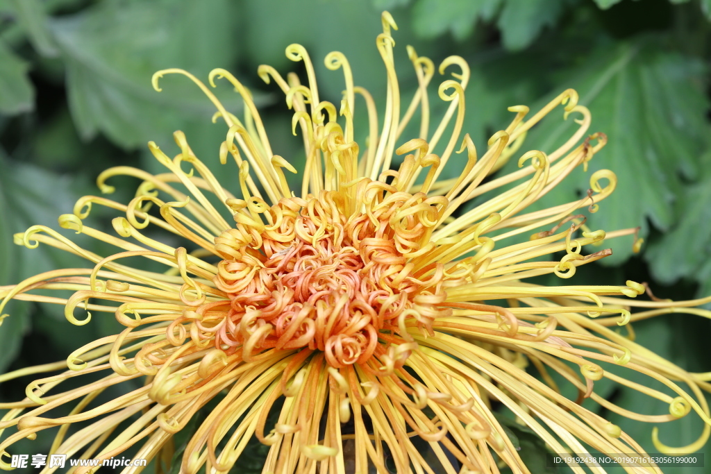 菊花