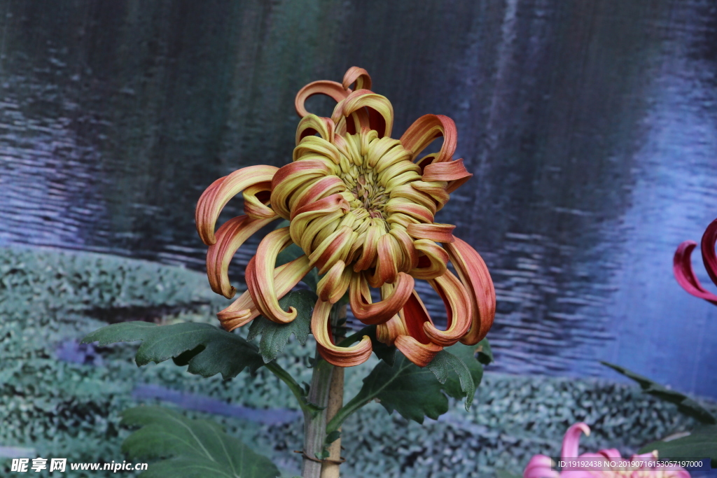 菊花