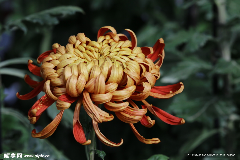 菊花