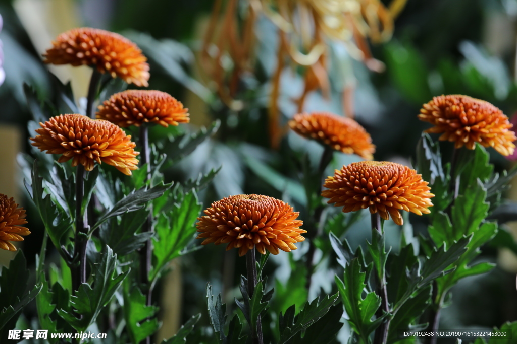 菊花
