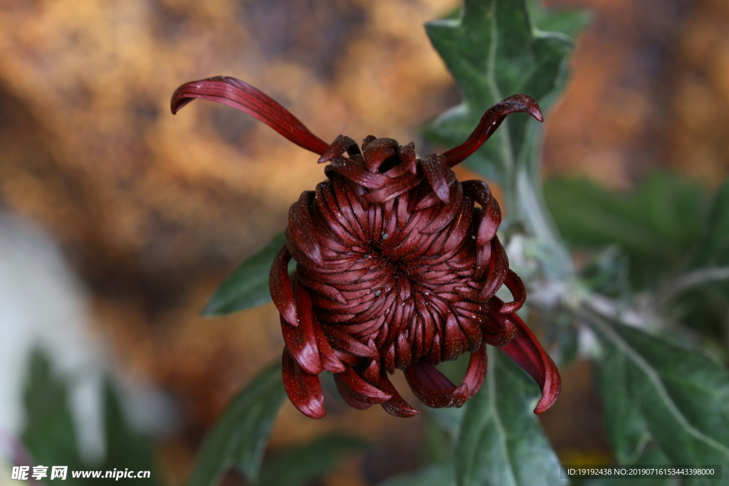 菊花