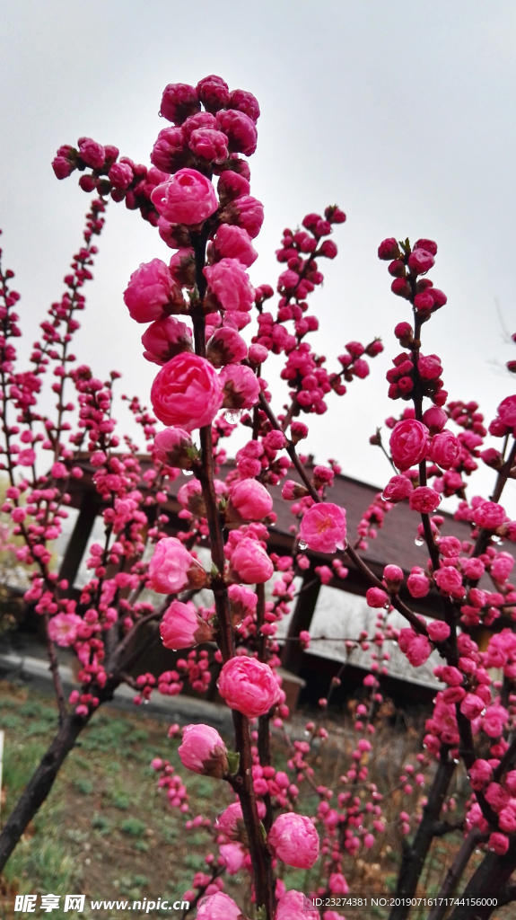 樱花